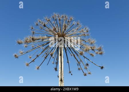 L'asperge de Sosnowsky, Heracleum sonowskyi. Inflorescences sèches de plantes de hogweed sur fond bleu. fleur séchée contre un ciel bleu Banque D'Images