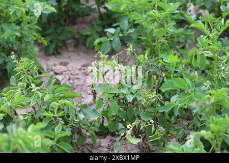 Le mildiou mildiou ou mildiou mildiou mildiou est une maladie grave de la pomme de terre et de la tomate causée par un micro-organisme semblable à un champignon Phytophthora infestans. Banque D'Images