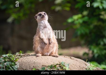 Cute Meerkat sur le belvédère sur un rocher. Banque D'Images