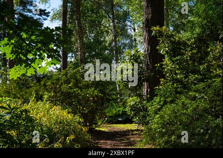 Chemin mystérieux plein de racines au milieu de forêts de conifères en bois, entouré de buissons et de feuilles vertes Banque D'Images