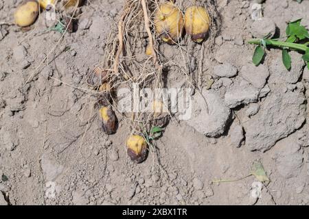 Le mildiou mildiou ou mildiou mildiou mildiou est une maladie grave de la pomme de terre et de la tomate causée par un micro-organisme semblable à un champignon Phytophthora infestans. Banque D'Images