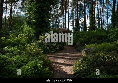 Chemin mystérieux plein de racines au milieu de forêts de conifères en bois, entouré de buissons et de feuilles vertes Banque D'Images