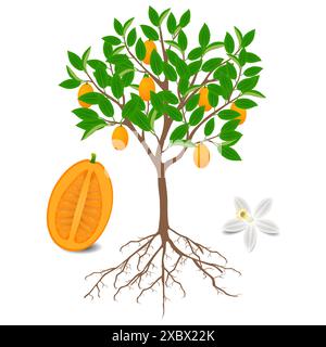 Plante de kumquat avec fruits et fleur sur blanc. Illustration de Vecteur