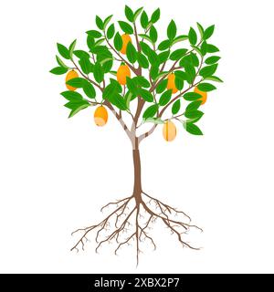 Arbre de kumquat avec des fruits et des racines sur un fond blanc. Illustration de Vecteur