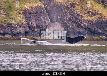 Deux baleines à bosse plongeant dans l'océan près d'une côte rocheuse avec une végétation verte Banque D'Images