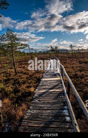 chemin, promenade, rhön, franconie, allemagne, hiver, chemin en bois, forêt Banque D'Images