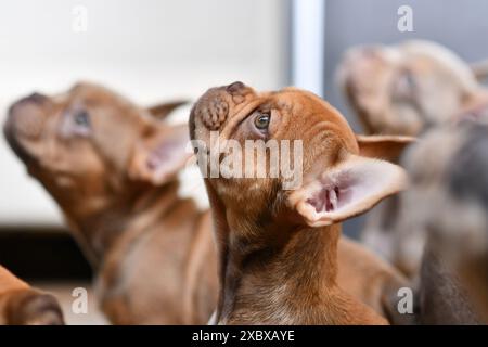 Isabella sable chien bouledogue français chiot Banque D'Images