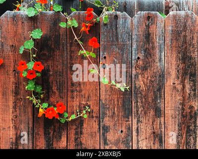 Délicates fleurs de nasturtium rouge, également connues sous le nom de Tropaeolum, drapées et recourbées le long d'une clôture en bois usée, beau fond floral avec espace de copie Banque D'Images
