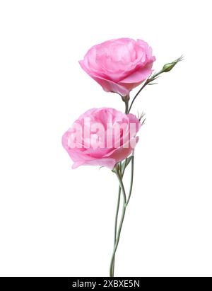 Deux fleurs roses d'Eustoma isolées sur blanc. Banque D'Images