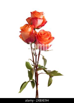 Trois roses orange avec des feuilles vertes isolées sur fond blanc. Banque D'Images