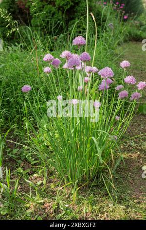 Allium schoenoprasum dans votre jardin est à la fois une fleur et de la nourriture. Juin Banque D'Images