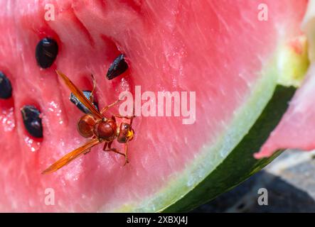 Une abeille atterrit sur une pastèque et la mange Banque D'Images