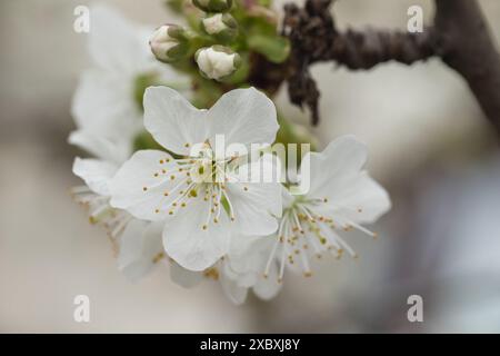 arbre en floraison au printemps, beaucoup de fleurs blanches, pétales blancs par une journée ensoleillée Banque D'Images