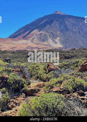 Vue sur le volcan Teide dans le parc national, Tenerife, îles Canaries. Banque D'Images