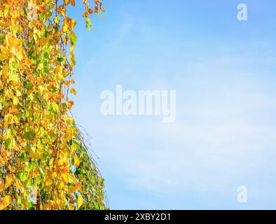 Fond avec un ciel bleu clair et des feuilles jaunes et vertes de l'arbre katsura pleureur Banque D'Images