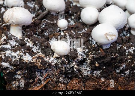 Culture de champignons blancs, mycélium se développent du compost dans le boyau sur une ferme biologique aux pays-Bas, l'industrie alimentaire en Europe, en gros plan Banque D'Images