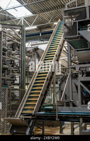 Équipement de transformation des légumes frais après récolte, stockage, tri, lavage, coupe, emballage, agriculture aux pays-Bas Banque D'Images