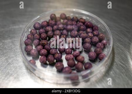 Échantillons en boîte de nouvelles variétés de légumineuses et légumes graines dans la banque de semences, semis pour semis de printemps dans les champs Banque D'Images