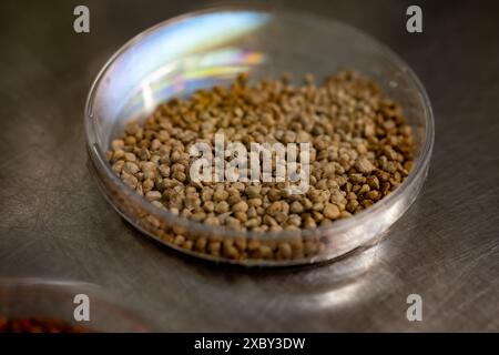 Échantillons en boîte de nouvelles variétés de légumineuses et légumes graines dans la banque de semences, semis pour semis de printemps dans les champs Banque D'Images