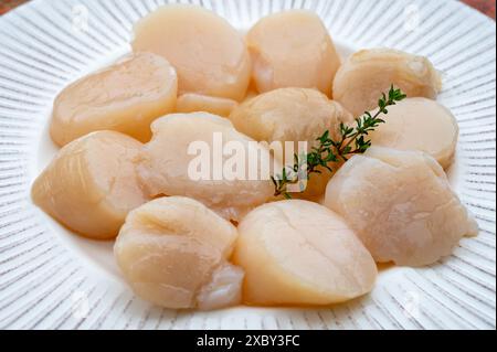 Atlantique Bay nettoyé coquilles Saint-Jacques coquilles préparées James sur assiette, prise du jour en Normandie ou en Bretagne, France Banque D'Images
