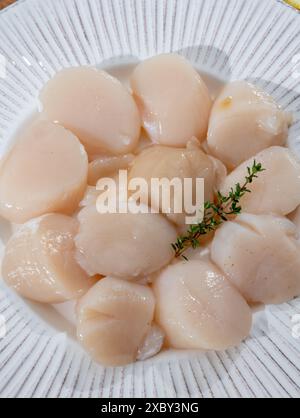 Atlantique Bay nettoyé coquilles Saint-Jacques coquilles préparées James sur assiette, prise du jour en Normandie ou en Bretagne, France Banque D'Images