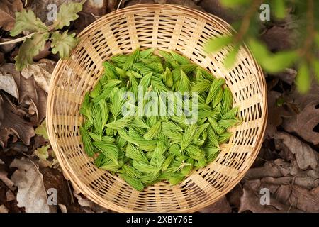 Pointes de jeunes épinettes collectées au printemps dans un panier en osier - ingrédient pour sirop à base de plantes pour la toux Banque D'Images