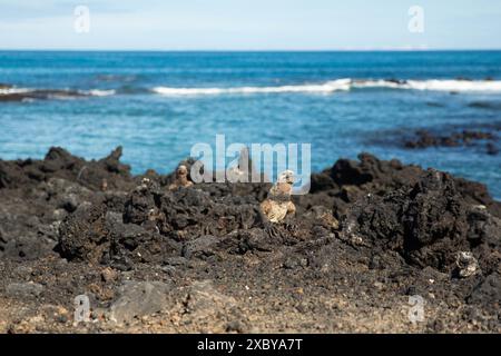 Un iguane marin au soleil des îles Galapagos Banque D'Images