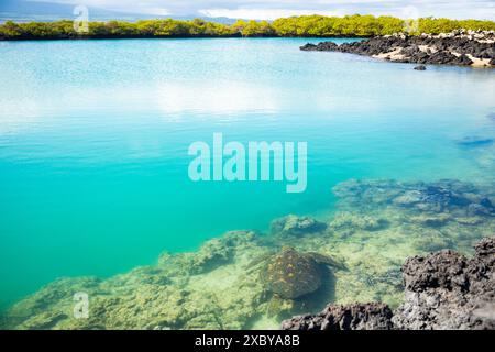 Une tortue géante du pacifique nage au large des côtes de l’île Isabela dans les îles Galapagos, en Équateur Banque D'Images