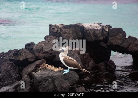 Blue Foot Boobie sur un îlot dans les îles Galapagos, Équateur Banque D'Images