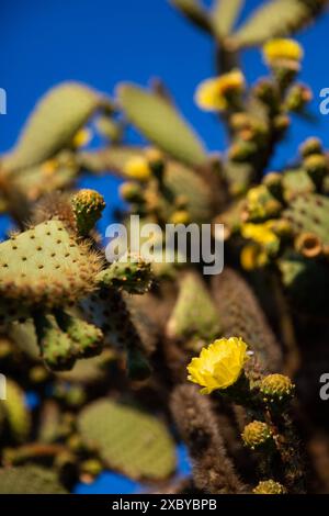 Cactus de poire de barbarie sauvage fleurissant dans les îles Galapagos Banque D'Images