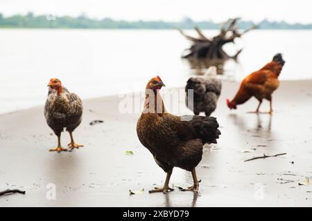 Poulets près de la rivière dans le parc national de Yasuni dans la forêt amazonienne de l'Équateur Banque D'Images