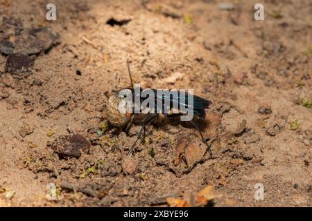 Guêpe araignée (Java sp), également connue sous le nom de guêpe chasseuse d'araignées, transportant un tisserand orbe à points rouges paralysé (Neoscona triangula) dans son terrier Banque D'Images