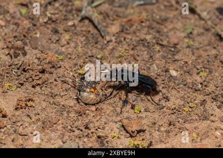 Guêpe araignée (Java sp), également connue sous le nom de guêpe chasseuse d'araignées, transportant un tisserand orbe à points rouges paralysé (Neoscona triangula) dans son terrier Banque D'Images