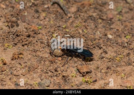 Guêpe araignée (Java sp), également connue sous le nom de guêpe chasseuse d'araignées, transportant un tisserand orbe à points rouges paralysé (Neoscona triangula) dans son terrier Banque D'Images