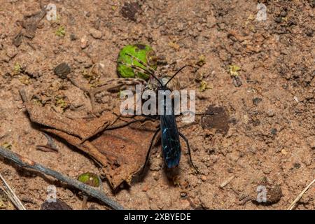 Guêpe araignée (Java sp), également connue sous le nom de guêpe chasseuse d'araignées, transportant un tisserand orbe à points rouges paralysé (Neoscona triangula) dans son terrier Banque D'Images