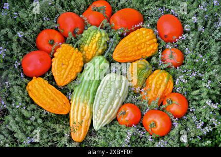 Fond de nourriture avec assortiment de légumes frais biologiques Banque D'Images