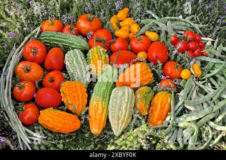 Récolte d'automne de produits dans le potager Banque D'Images