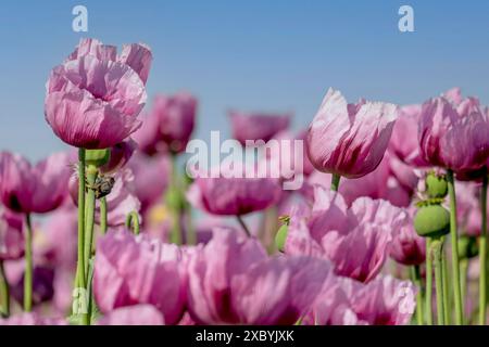 Pavot à opium (Papaver somniferum), culture du pavot comestible, champ de pavot, Donnersbergkreis, Palatinat, Rhénanie-Palatinat Banque D'Images