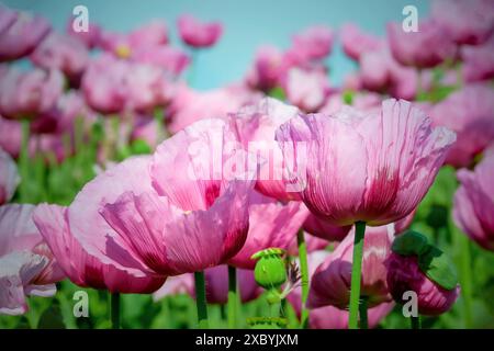 Pavot à opium (Papaver somniferum), culture du pavot comestible, champ de pavot, Donnersbergkreis, Palatinat, Rhénanie-Palatinat Banque D'Images