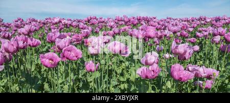 Pavot à opium (Papaver somniferum), culture du pavot comestible, champ de pavot, Donnersbergkreis, Palatinat, Rhénanie-Palatinat Banque D'Images