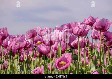 Pavot à opium (Papaver somniferum), culture du pavot comestible, champ de pavot, Donnersbergkreis, Palatinat, Rhénanie-Palatinat Banque D'Images