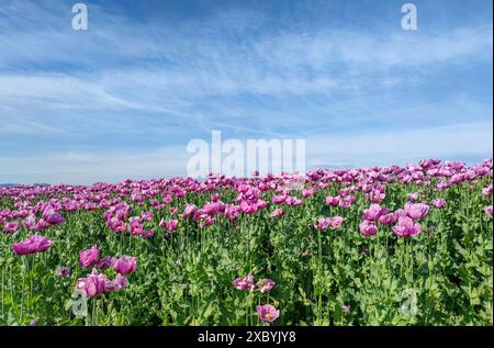 Pavot à opium (Papaver somniferum), culture du pavot comestible, champ de pavot, Donnersbergkreis, Palatinat, Rhénanie-Palatinat Banque D'Images