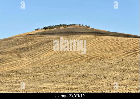 Champs de blé récoltés, paysage au sud de Pienza, Toscane, Italie, Europe, Une colline sèche avec des champs ondulés et des arbres délicats en arrière-plan Banque D'Images