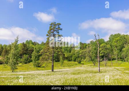 Vue dans une prairie humide fleurie avec coton de tourbière à feuilles larges (Eriophorum latifolium) dans une réserve naturelle, Nohlmarken, Skoevde, Suède Banque D'Images