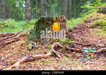 Champignon jaune (Calocera viscosa) poussant sur une souche d'arbre dans une forêt d'épinettes Banque D'Images