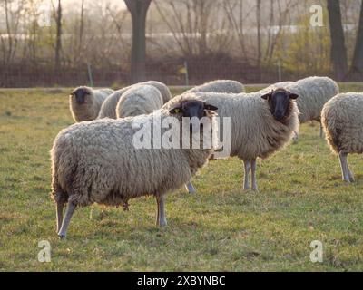 Plusieurs moutons debout et pâturant dans un pré au coucher du soleil, weseke, muensterland, allemagne Banque D'Images