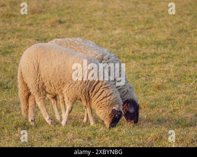 Deux moutons qui paissent paisiblement l'un à côté de l'autre sur une prairie verte, weseke, muensterland, allemagne Banque D'Images