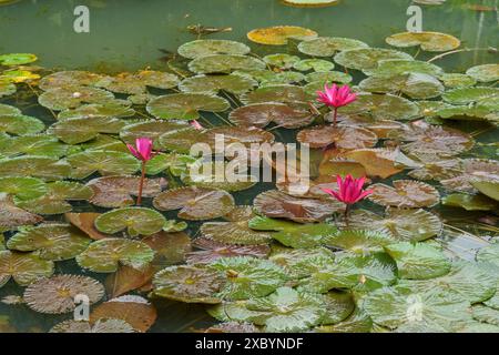 Trois fleurs de nénuphar roses sur un étang avec de nombreuses feuilles vertes à la surface de l'eau, Singapour, Singapour Banque D'Images