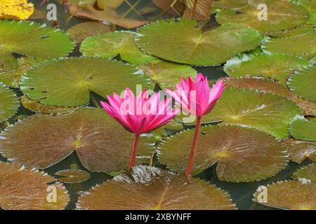 Deux fleurs de nénuphars roses fleurissant sur de grandes feuilles vertes dans l'eau d'un étang, Singapour, Singapour Banque D'Images