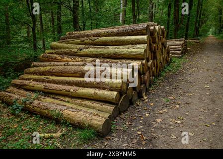 Un tas de troncs d'arbres fraîchement abattus au bord d'un chemin forestier, Gemen, muensterland, allemagne Banque D'Images